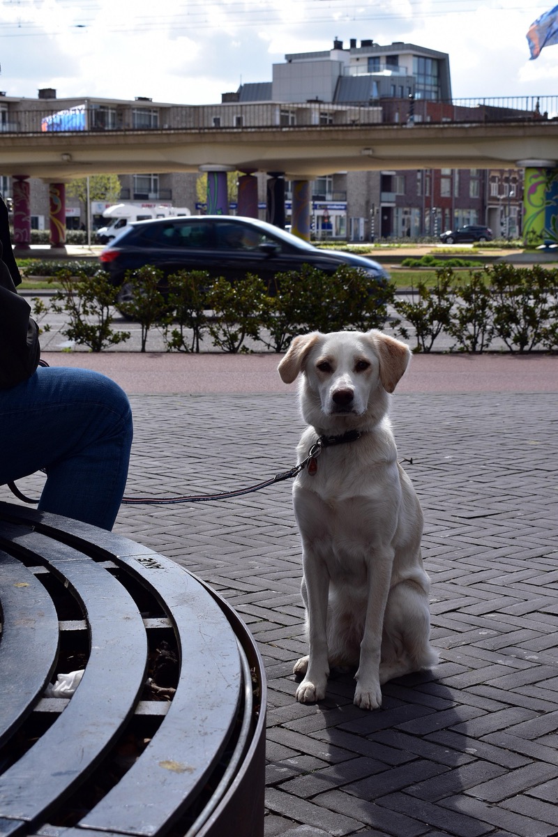 Beyond the Backyard: A Local's Guide to Dog Training in Concord